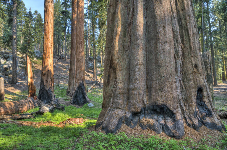 Favoriet van Nienke: Sequoia National Park Sequoia National Park