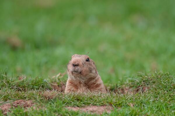 Een groundhog Groundhog Day