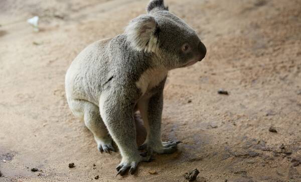 Koala