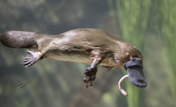 Vogelbekdier Australië