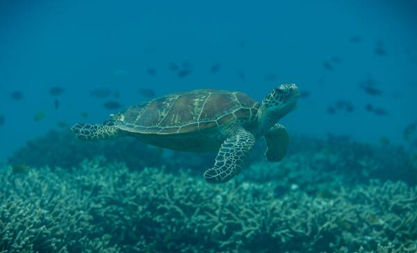 Lady Musgrave Island