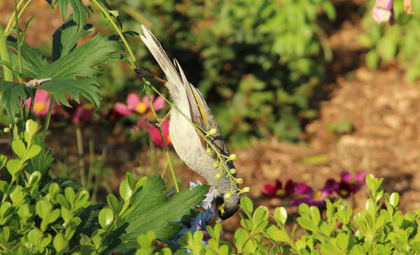 Botanische tuin