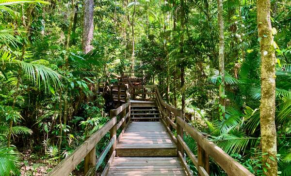 Cape Tribulation