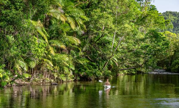 Daintree Rainforest