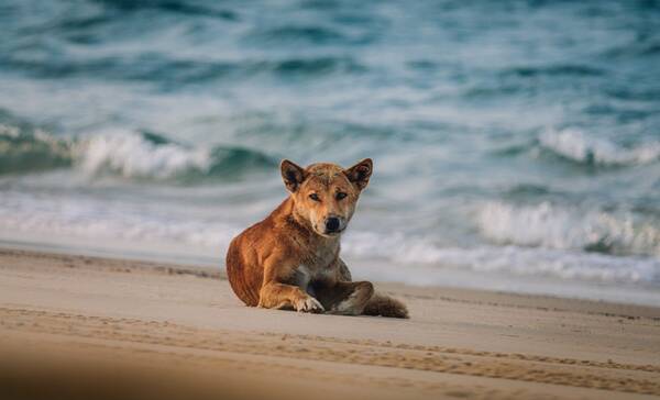 Fraser Island