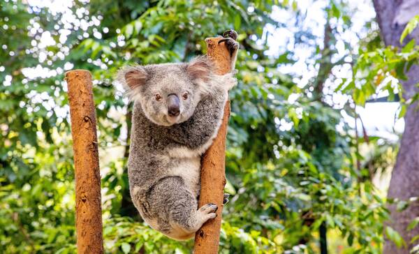 Gold Coast