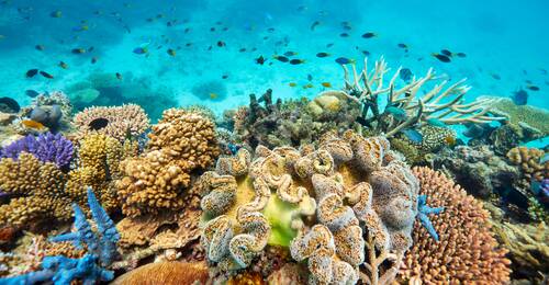 Great Barrier Reef