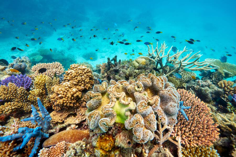 Great Barrier Reef