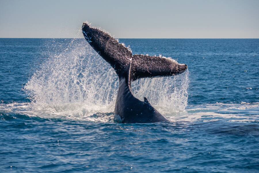 Hervey Bay walvissen