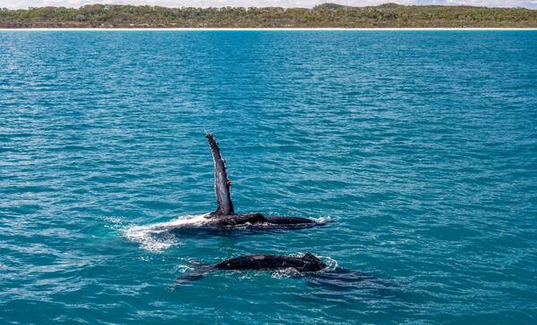 Hervey Bay walvissen