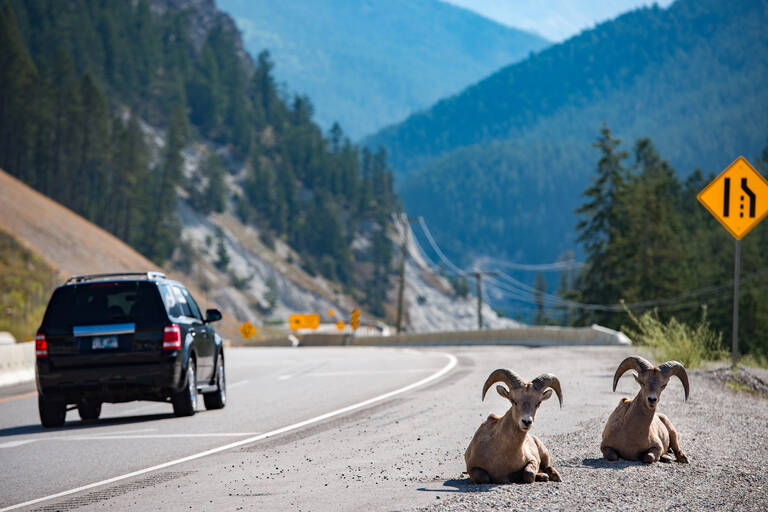 Ontdek de Icefields Parkway aanbod reizen Tioga Tours