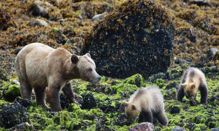 Grizzlyberen in hun natuurljike habitat