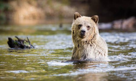 Grizzly in Great Bear Rainforest, Canada