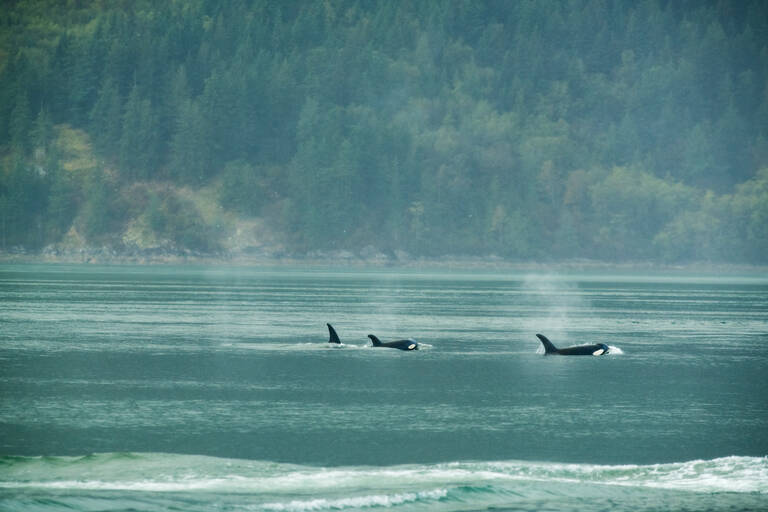 Vancouver Island Vancouver Island