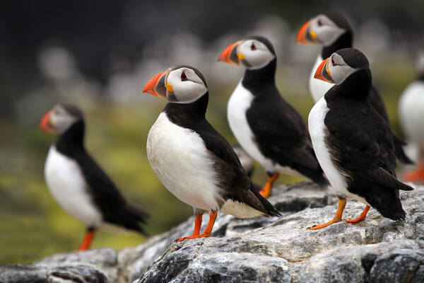Op bezoek bij de papegaaiduikers in Newfoundland Newfoundland & Nova Scotia reis