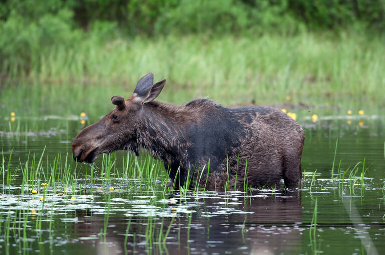 Algonquin Provincial Park, eland Algonquin