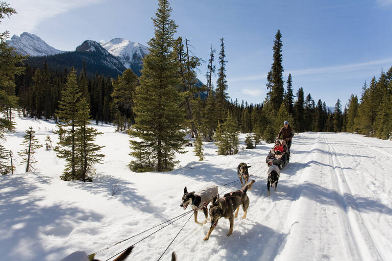 Hondensledetocht Jasper Wintersport Canada