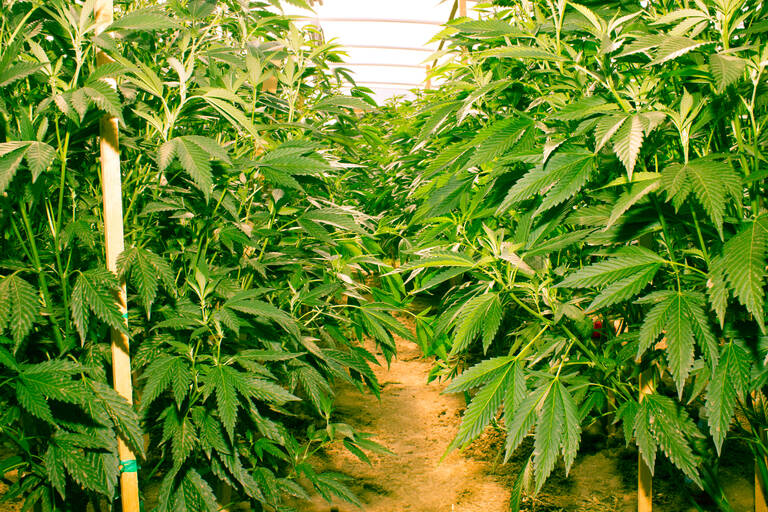 De Cannabis Act van 2018