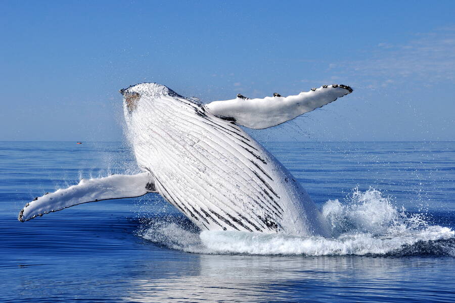 Kaikoura walvistour