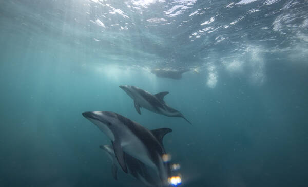 Dolfijnentour bij Tauranga