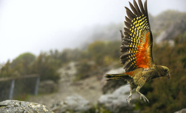 Arthurs Pass National Park
