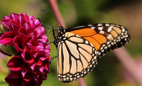 Oamaru public garden
