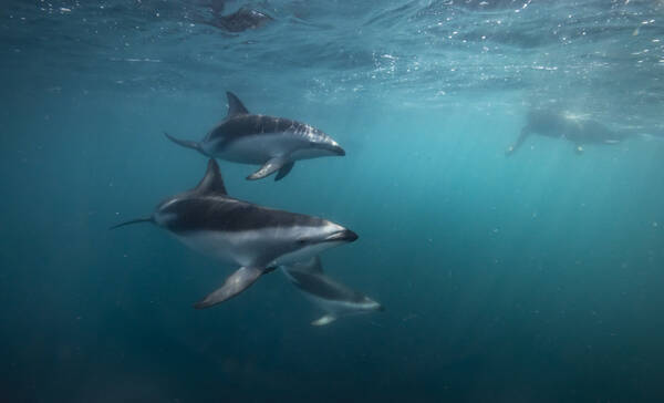 Akaroa en Banks Peninsula