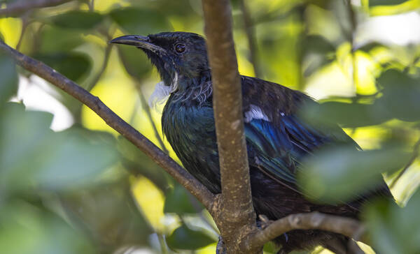 Tui