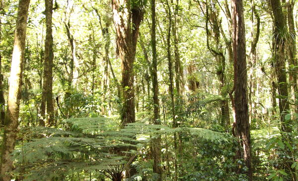 Bay of Islands, Waipoua Forest, Tane Mahuta