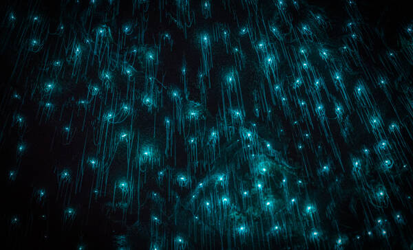Glowworm Cave