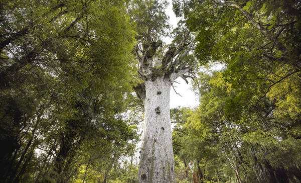 Waipoua Forest