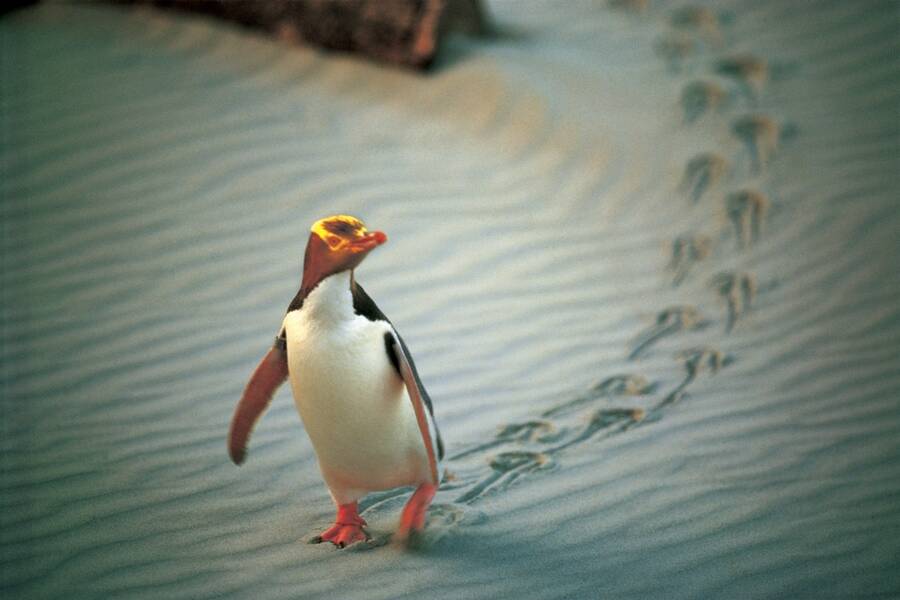 Dunedin Geeloogpinguin