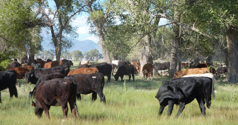 Zapata Ranch