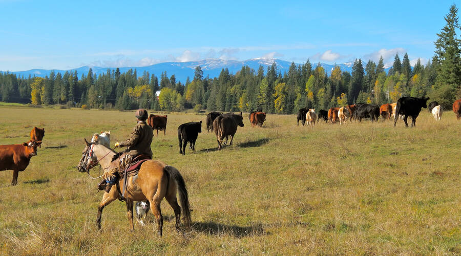 ranch idaho